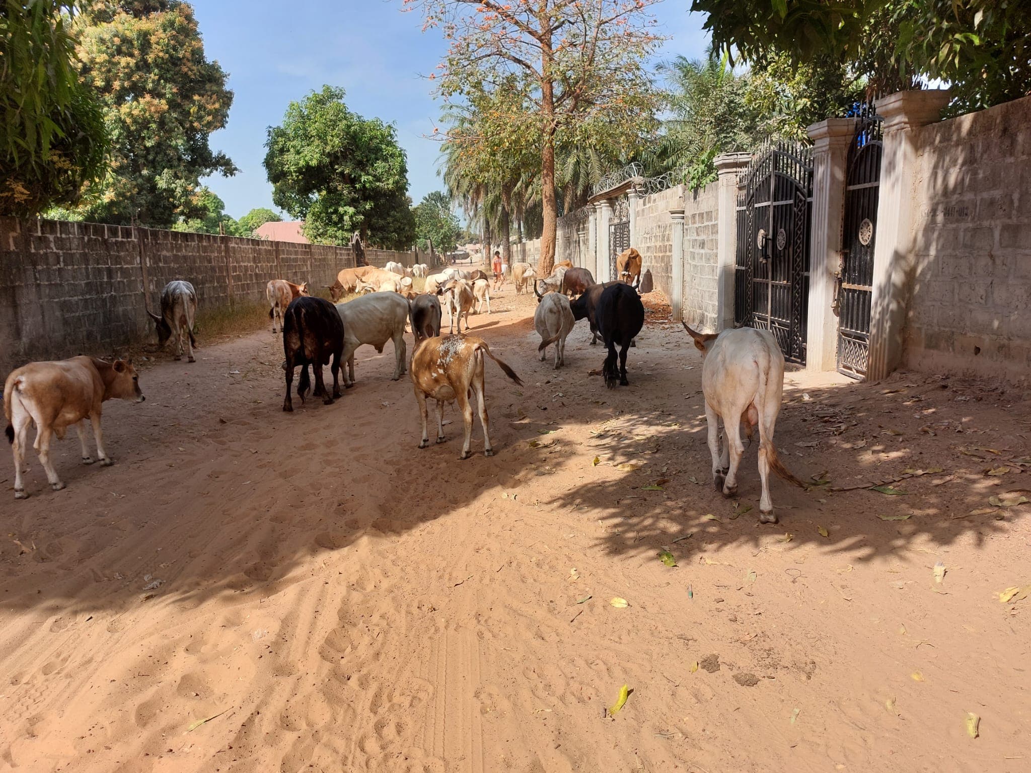 Huidige situatie in Gambia